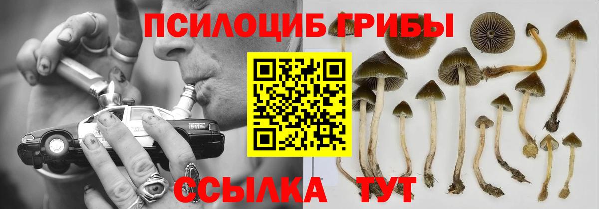 Псилоцибиновые грибы Psilocybe Томск